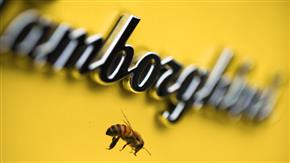 افزایش جمعیت زنبورهای لامبورگینی